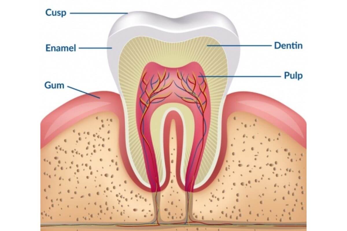 teeth whitening science anatomy of a tooth
